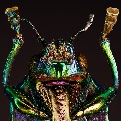 Jewel