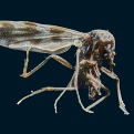 Midge