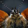 Lycaena